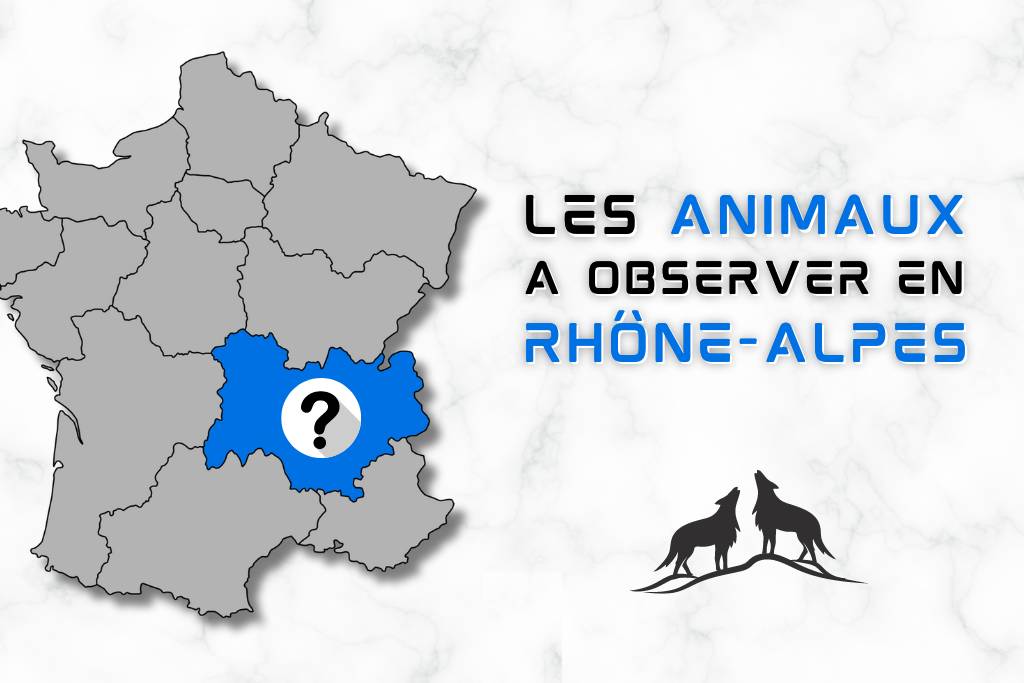 Les animaux à observer avec des jumelles en Rhones-Alpes