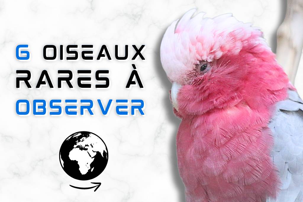 6 Oiseaux les plus rares à observer dans le monde.